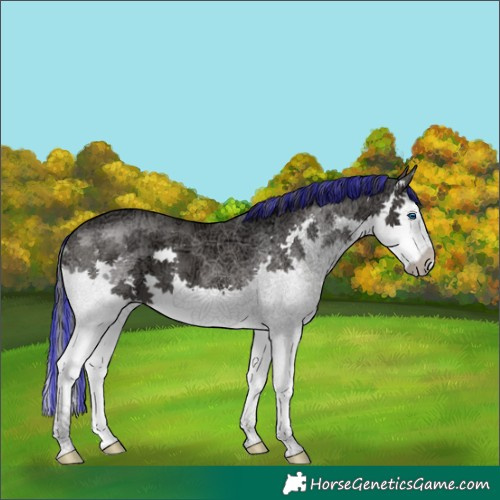 Horse Color:Painted Black Ice Splash 