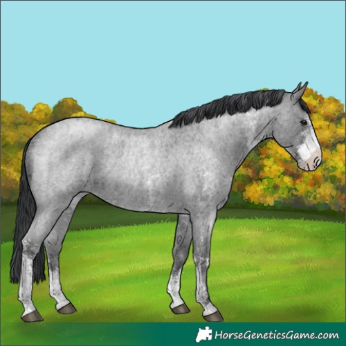 Horse Color:Blue Chinchilla Ice Roan Sabino Rabicano 