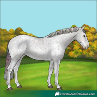 Horse Color:Nacre Blue Onyx Ice Sabino Rabicano 