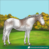 Horse Color:White Spotted Silver Black Tobiano 