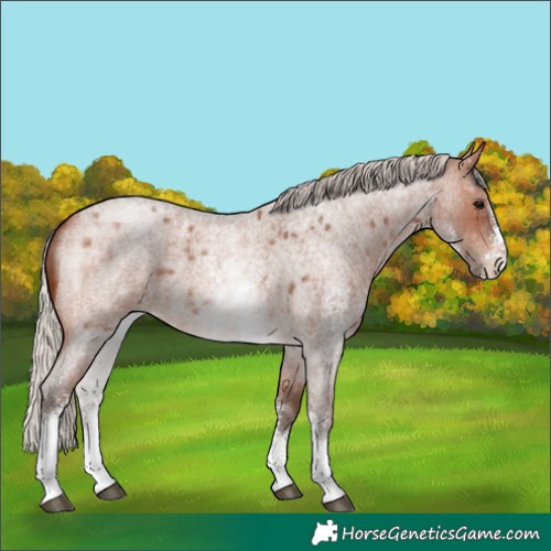 Horse Color:Silver Brown Roan Sabino 