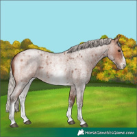 Horse Color:Silver Brown Roan Sabino
