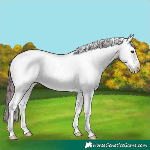 Horse Color:White Spotted Chocolate Black Ice Frame 