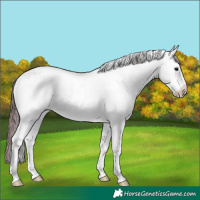 Horse Color:White Spotted Chocolate Black Ice Frame 