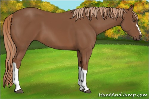 Horse Color:Chestnut 