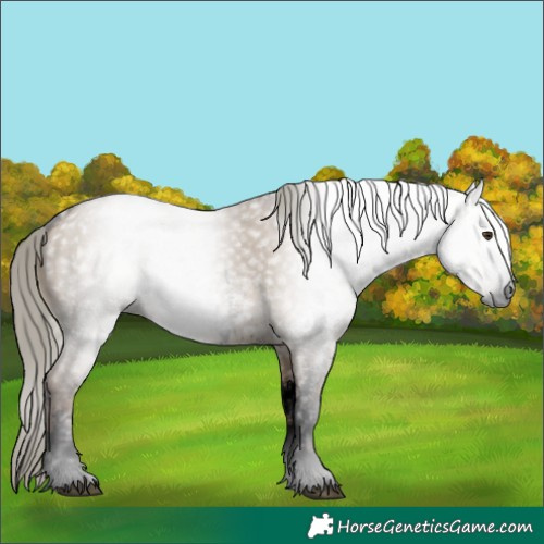 Horse Color:Gray Void Liver Red Dun Mushroom Sabino 