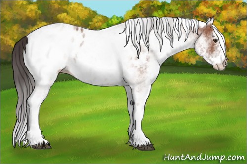 Horse Color:White Spotted Brown Mushroom Appaloosa 