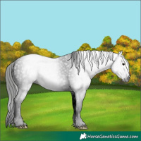 Horse Color:Gray Void White Spotted Buckskin Mushroom 