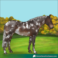 Horse Color:White Spotted Silver Brown 