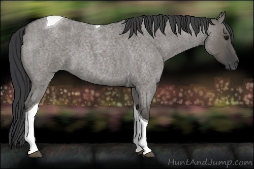 Horse Color:Grullo Roan Tobiano 