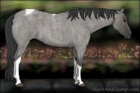 Horse Color:Grullo Roan Tobiano 