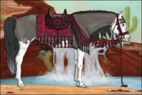 Horse Color:Grullo Sabino Splash 