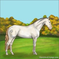 Horse Color:White Spotted Smoky Grullo Pearl Sabino Rabicano 