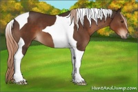 Horse Color:Liver Chestnut Tobiano 