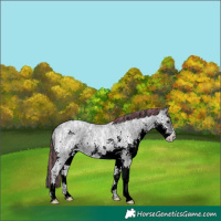 Horse Color:Painted White Spotted Blue Ice Roan 