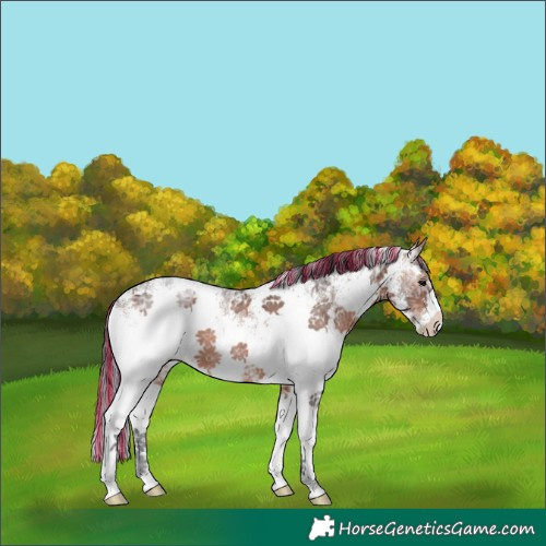 Horse Color:Painted White Spotted Brown Ice