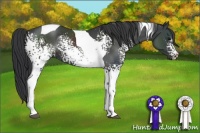 Horse Color:White Spotted Black Tobiano Rabicano 