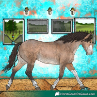 Horse Color:Bay Dun Sabino Tobiano