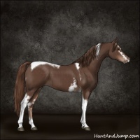 Horse Color:White Spotted Liver Chestnut Tobiano 