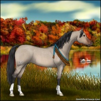 Horse Color:Brown Roan Dun