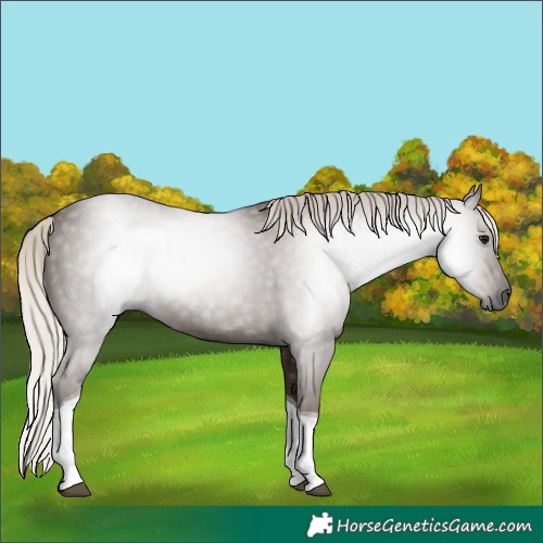 Horse Color:Gray Silver Black Tobiano