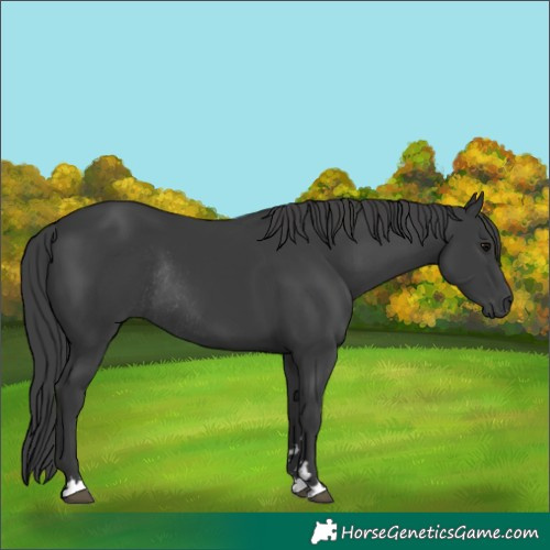 Horse Color:Black Rabicano 