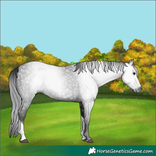 Horse Color:Gray Black Tobiano 