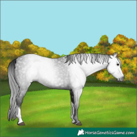 Horse Color:Gray Black Tobiano 