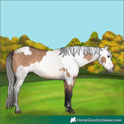 Horse Color:Bay Dun  and Gray Bay Dun 