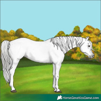 Horse Color:Gray White Spotted Grullo Appaloosa Rabicano 