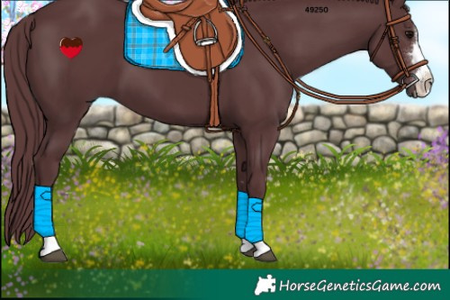 Horse Color:Chocolate Black 