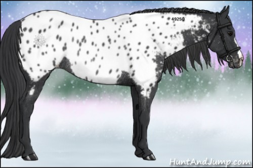 Horse Color:Black Appaloosa Rabicano 