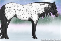 Horse Color:Black Appaloosa Rabicano 