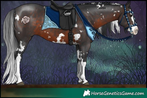 Horse Color:White Spotted Brown Splash 