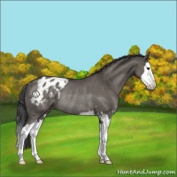 Horse Color:Grullo Sabino Splash Appaloosa Rabicano 
