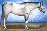 Horse Color:Gray Brown Tobiano Rabicano 