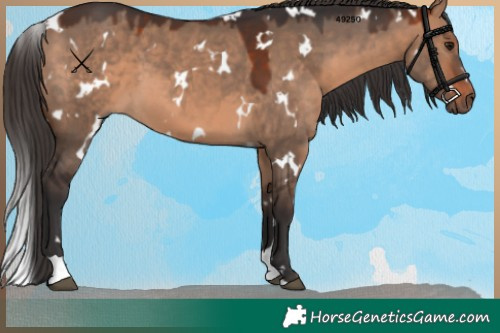 Horse Color:White Spotted Bay Dun