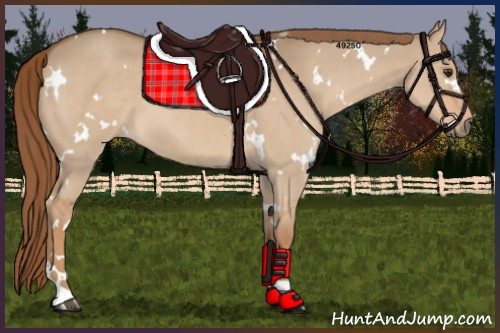 Horse Color:White Spotted Red Dun