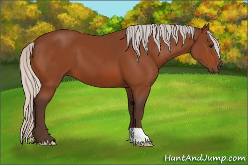 Horse Color:Silver Bay 