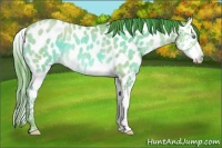 Horse Color:Watercolor Amber Champagne Splash Near Leopard Rabicano 