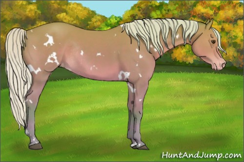 Horse Color:Platinum Watercolor White Spotted Silver Bay Appaloosa Rabicano