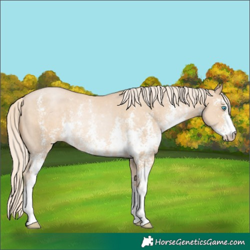 Horse Color:Palomino Pearl Sabino Rabicano 