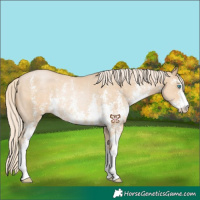 Horse Color:Palomino Pearl Sabino Rabicano 