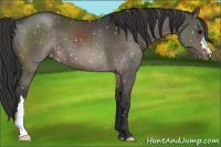 Horse Color:Brown Dun Appaloosa 