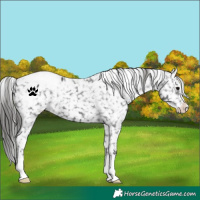 Horse Color:Black Appaloosa