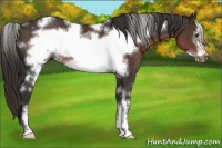 Horse Color:White Spotted Liver Chestnut Sabino Frame