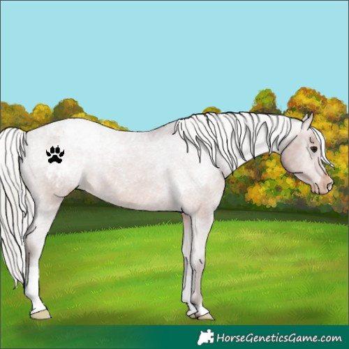 Horse Color:Silver Brown Varnish