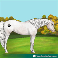 Horse Color:Silver Brown Appaloosa