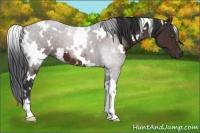 Horse Color:White Spotted Brown 