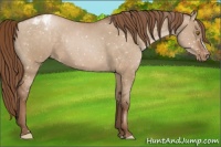 Horse Color:Brown Pearl Dun Appaloosa